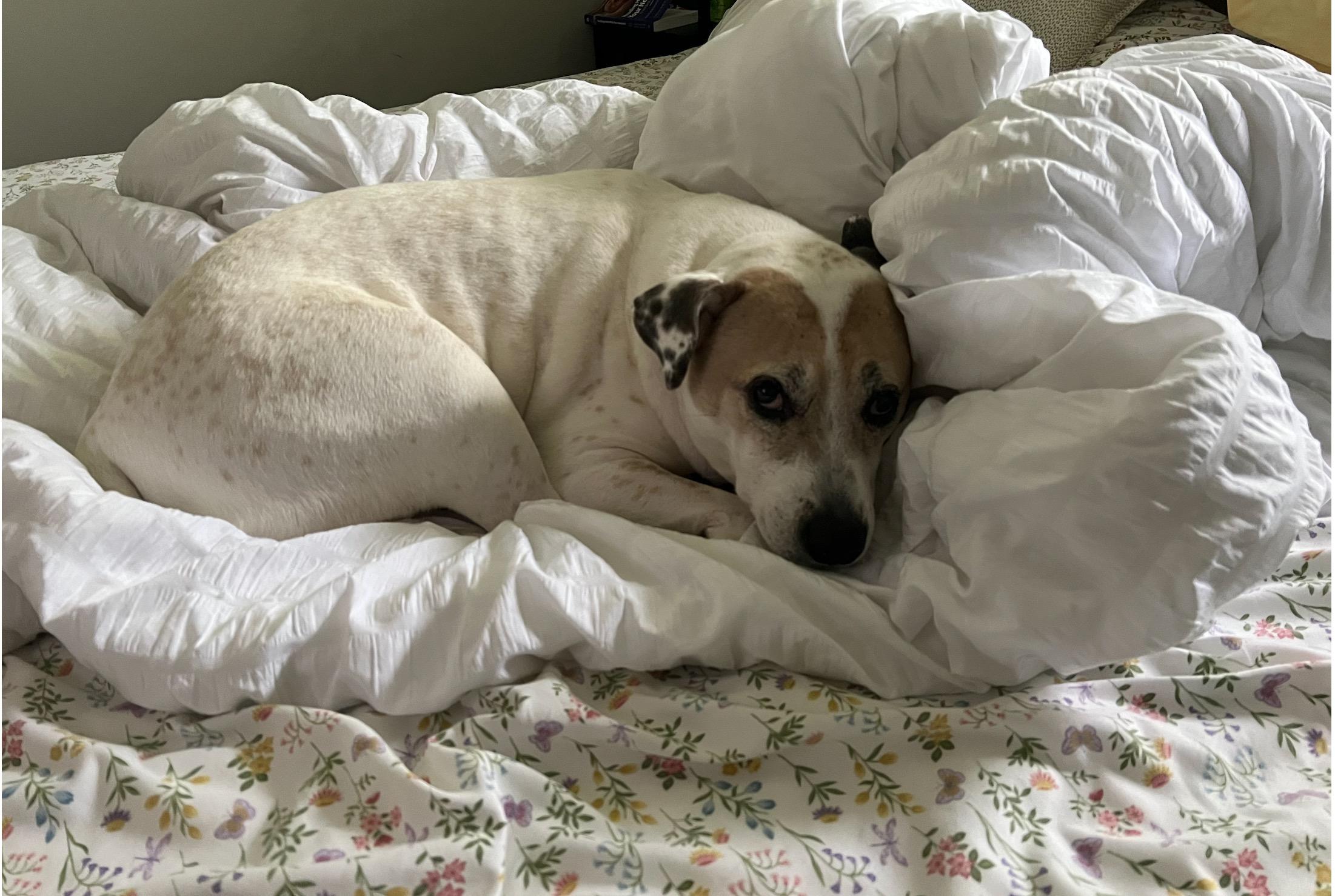 Enlarge Mellie, a Adoptable mixed breed in Cumming, GA image 3/5