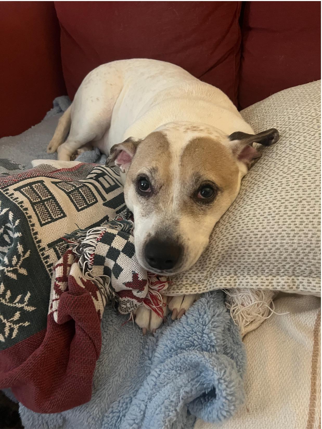 Mellie, Adoptable, Adult Female American Staffordshire Terrier & Terrier.