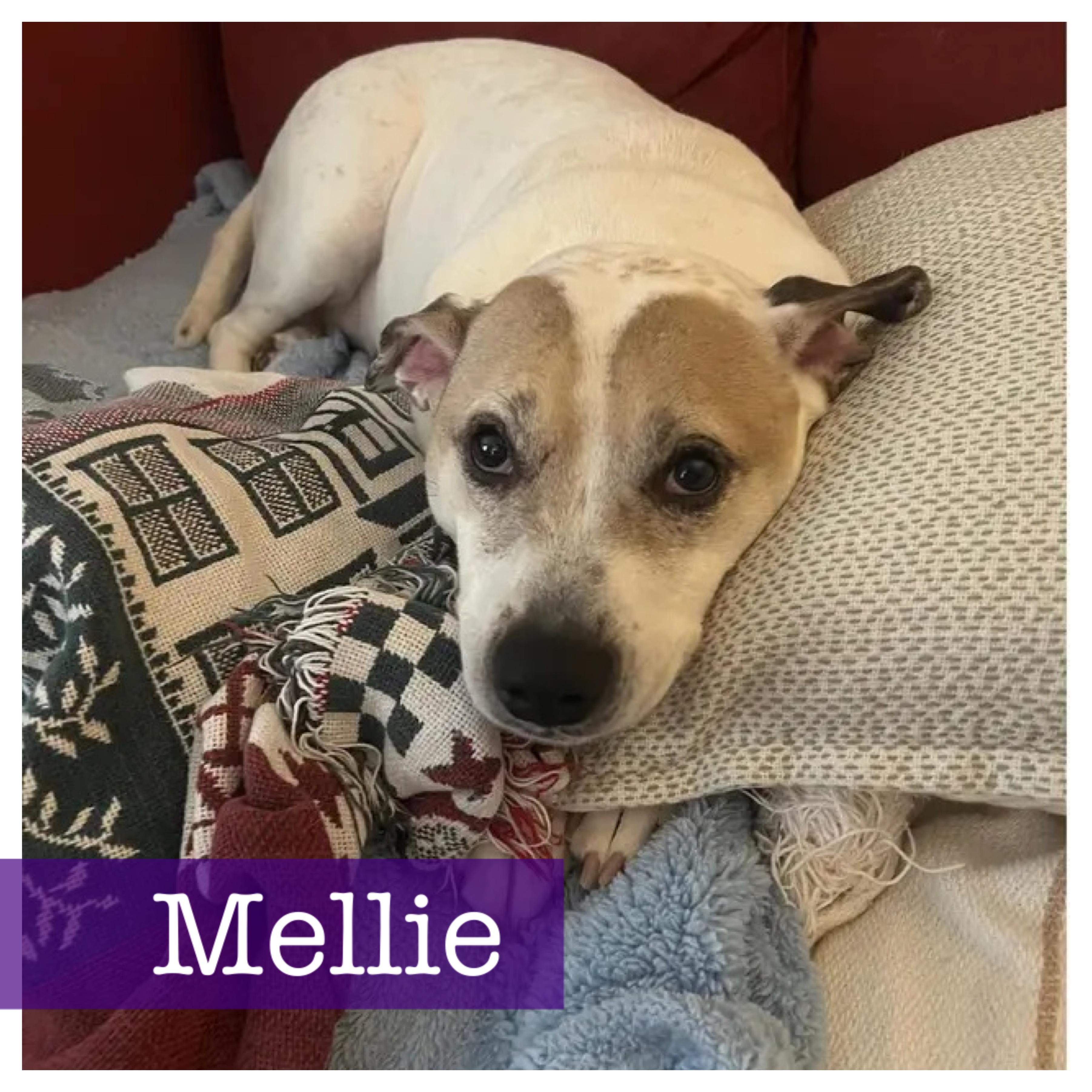 Mellie, Adoptable, Adult Female American Staffordshire Terrier & Terrier.
