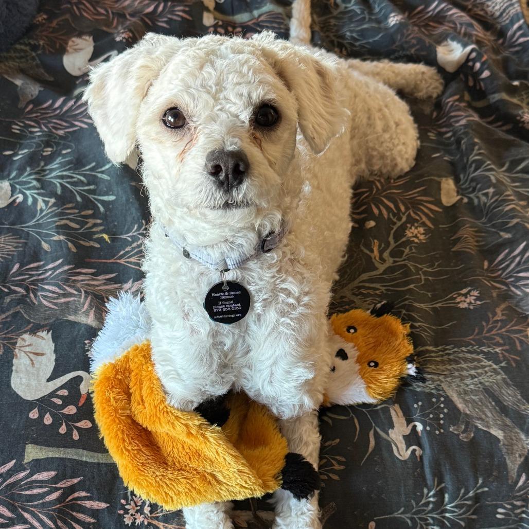 Enlarge Benji, a Adoptable Poodle in Brooklyn, NY image 1/6
