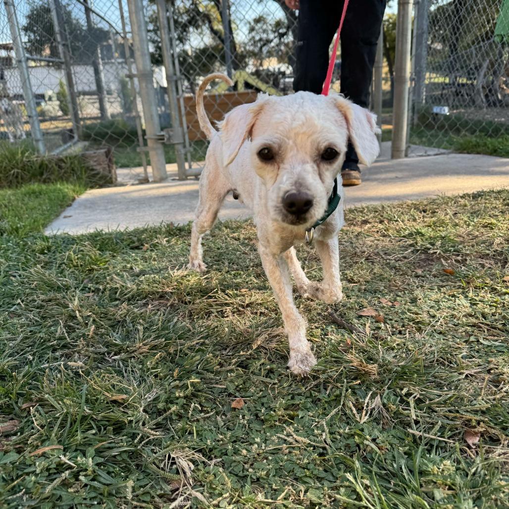 Enlarge Benji, a Adoptable Poodle in Brooklyn, NY image 2/6
