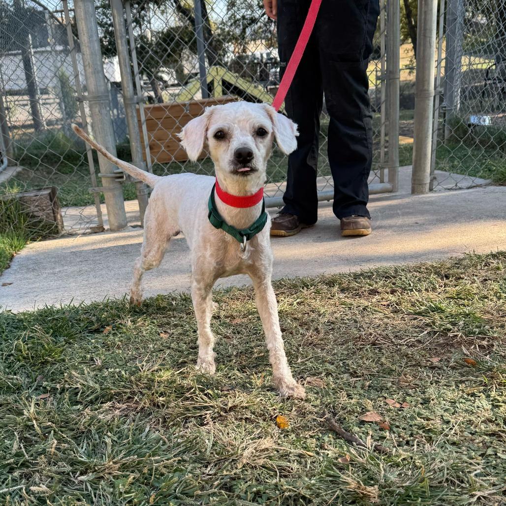 Enlarge Benji, a Adoptable Poodle in Brooklyn, NY image 3/6