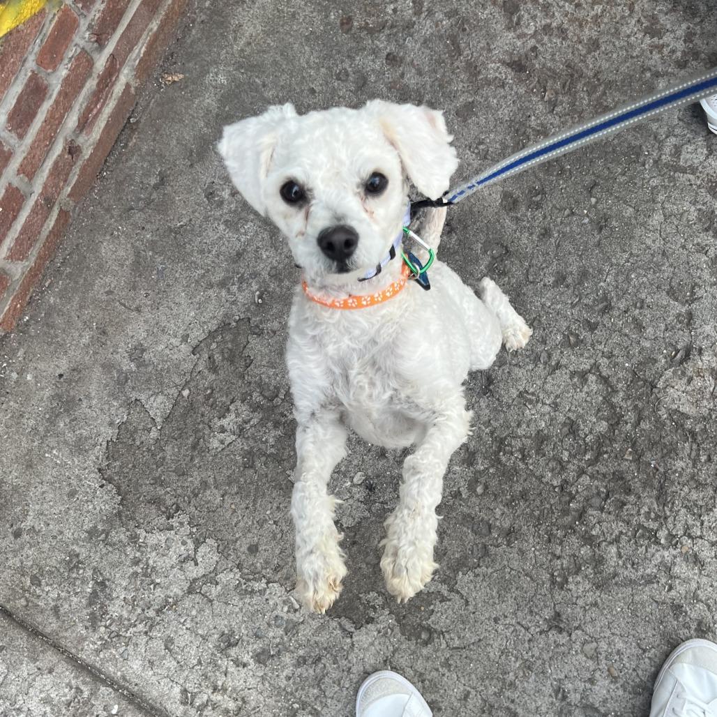 Enlarge Benji, a Adoptable Poodle in Brooklyn, NY image 4/6