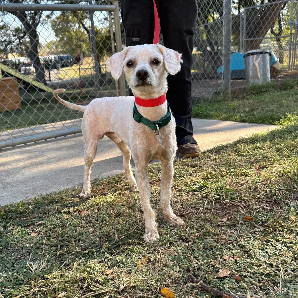 Enlarge Benji, a Adoptable Poodle in Brooklyn, NY image 5/6