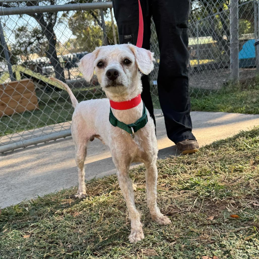 Enlarge Benji, a Adoptable Poodle in Brooklyn, NY image 6/6