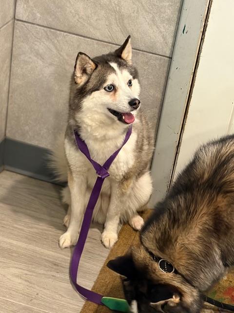 Enlarge Rory, an adopted Pomsky in Hummelstown, PA image 3/4