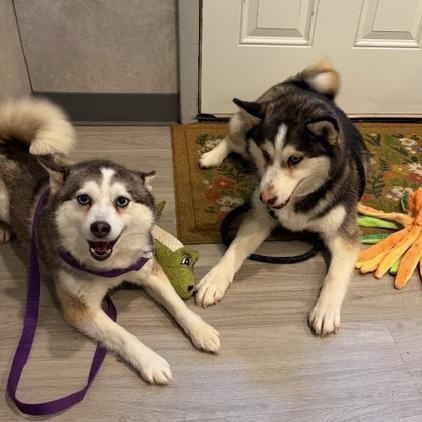 Enlarge Rory, an adopted Pomsky in Hummelstown, PA image 2/4