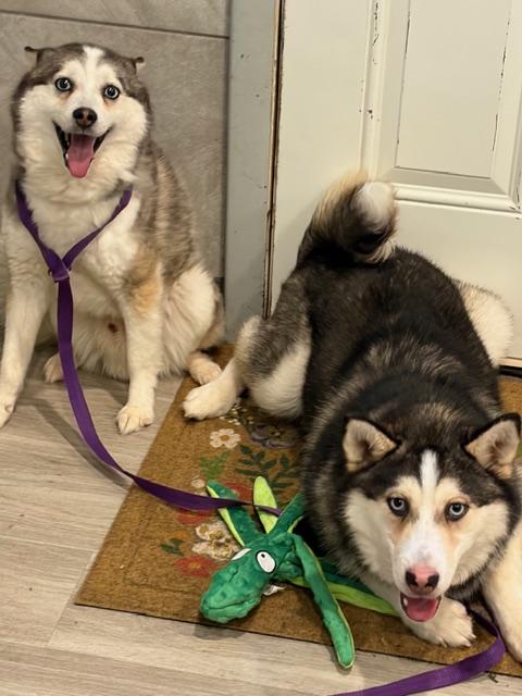 Enlarge Rory, an adopted Pomsky in Hummelstown, PA image 4/4