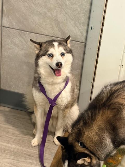 Enlarge Rory, an adopted Pomsky in Hummelstown, PA image 1/4