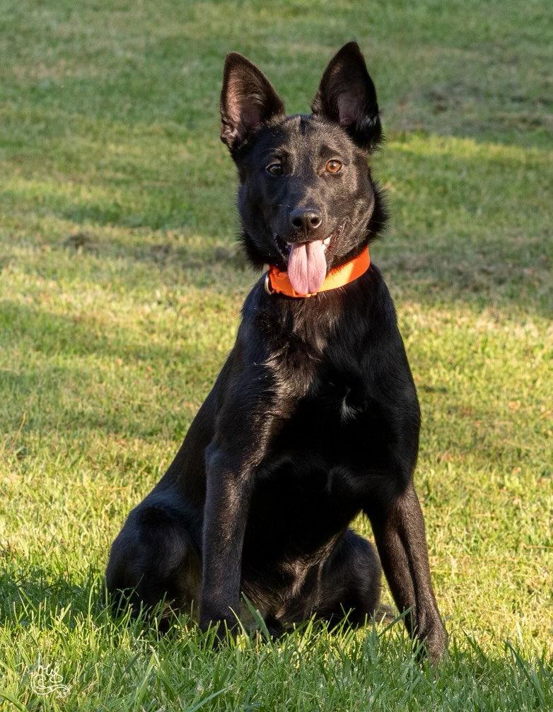 PUPPY COLE, Adopted, Young Male German Shepherd Dog.