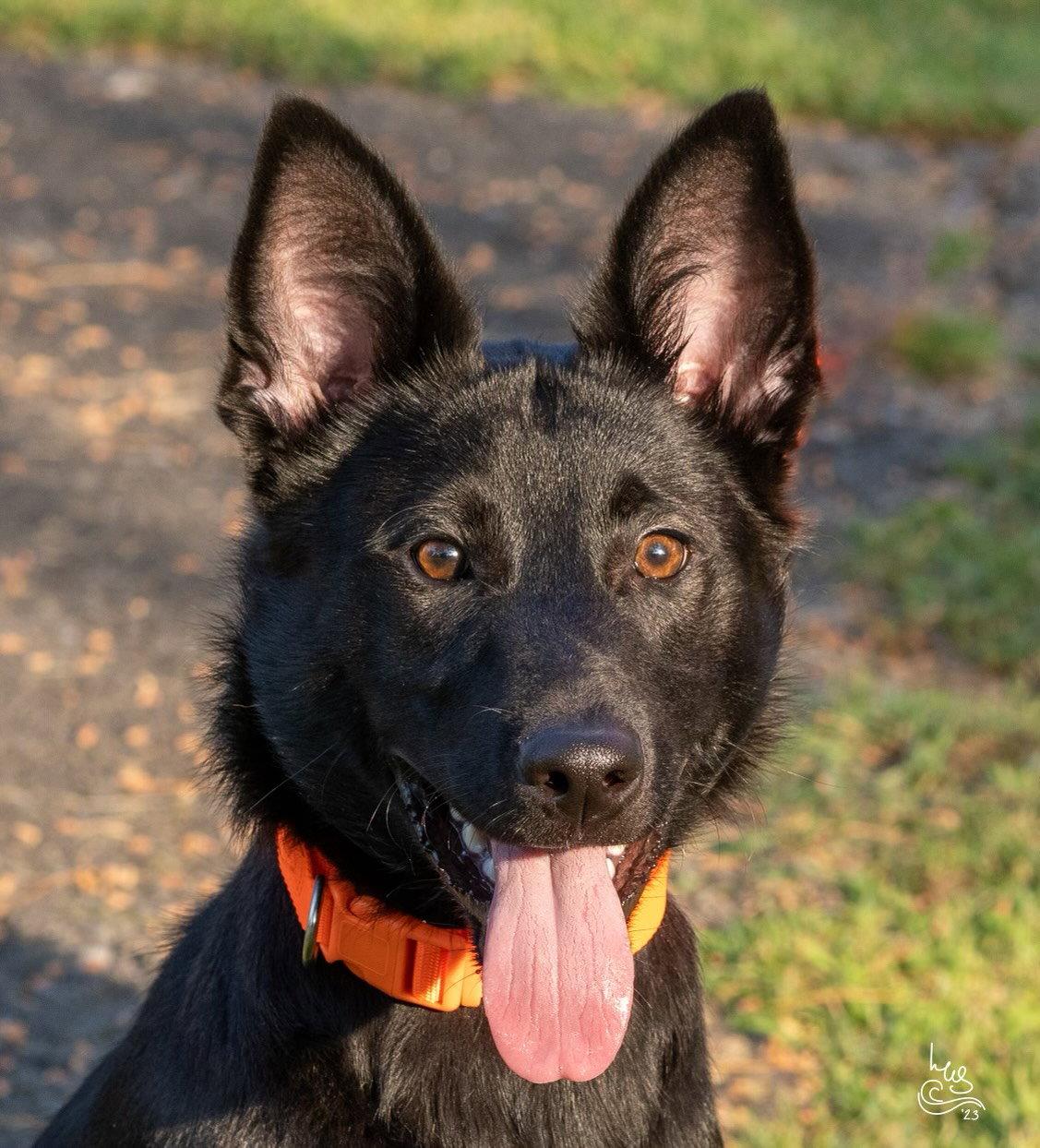 PUPPY COLE, a Adopted German Shepherd Dog in Franklin, TN image 2/3