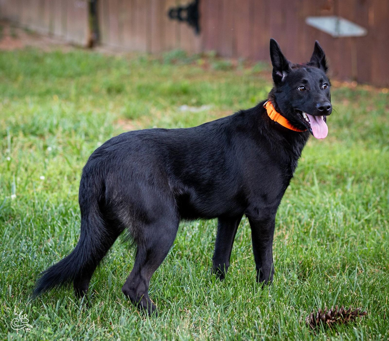 PUPPY COLE, a Adopted German Shepherd Dog in Franklin, TN image 3/3