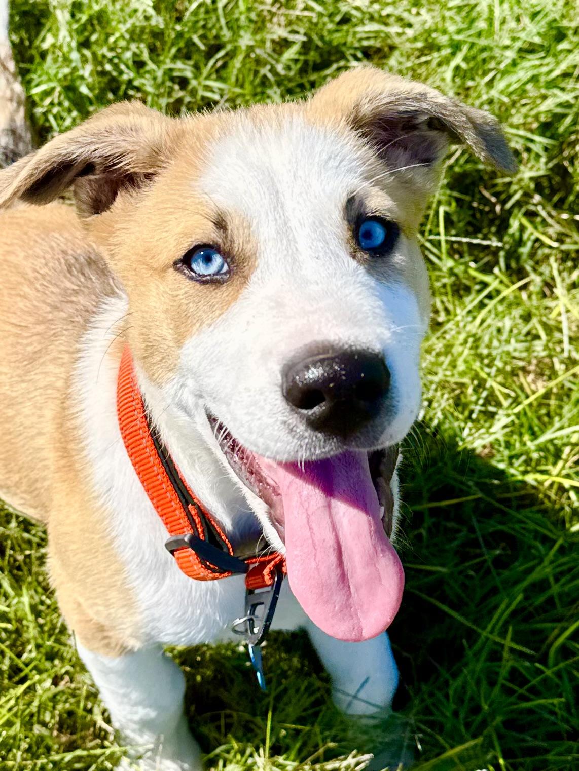 Enlarge Riptide, a Adoptable mixed breed in Knoxville, TN image 6/6