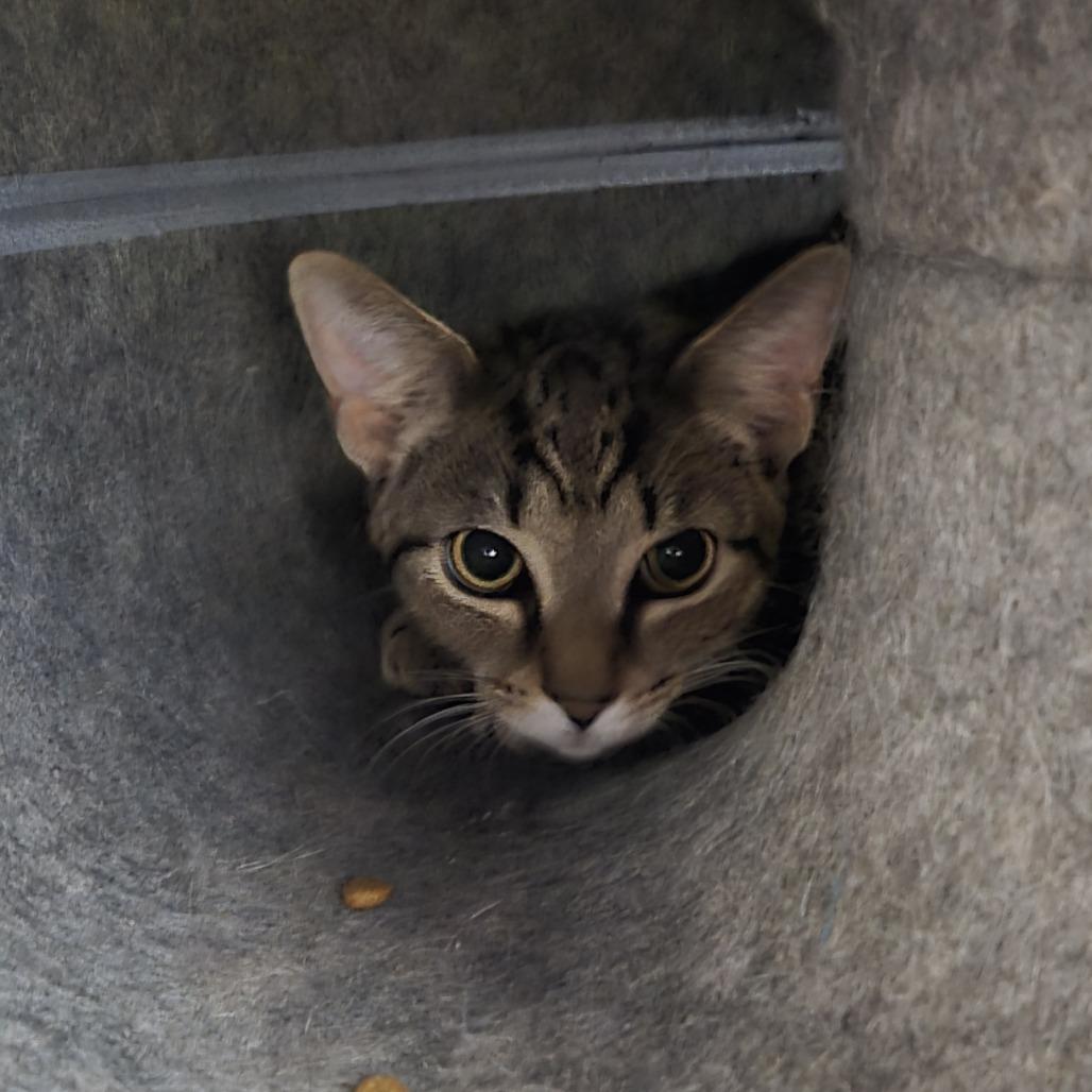 Leo 26-055, Adoptable, Young Male Domestic Short Hair.