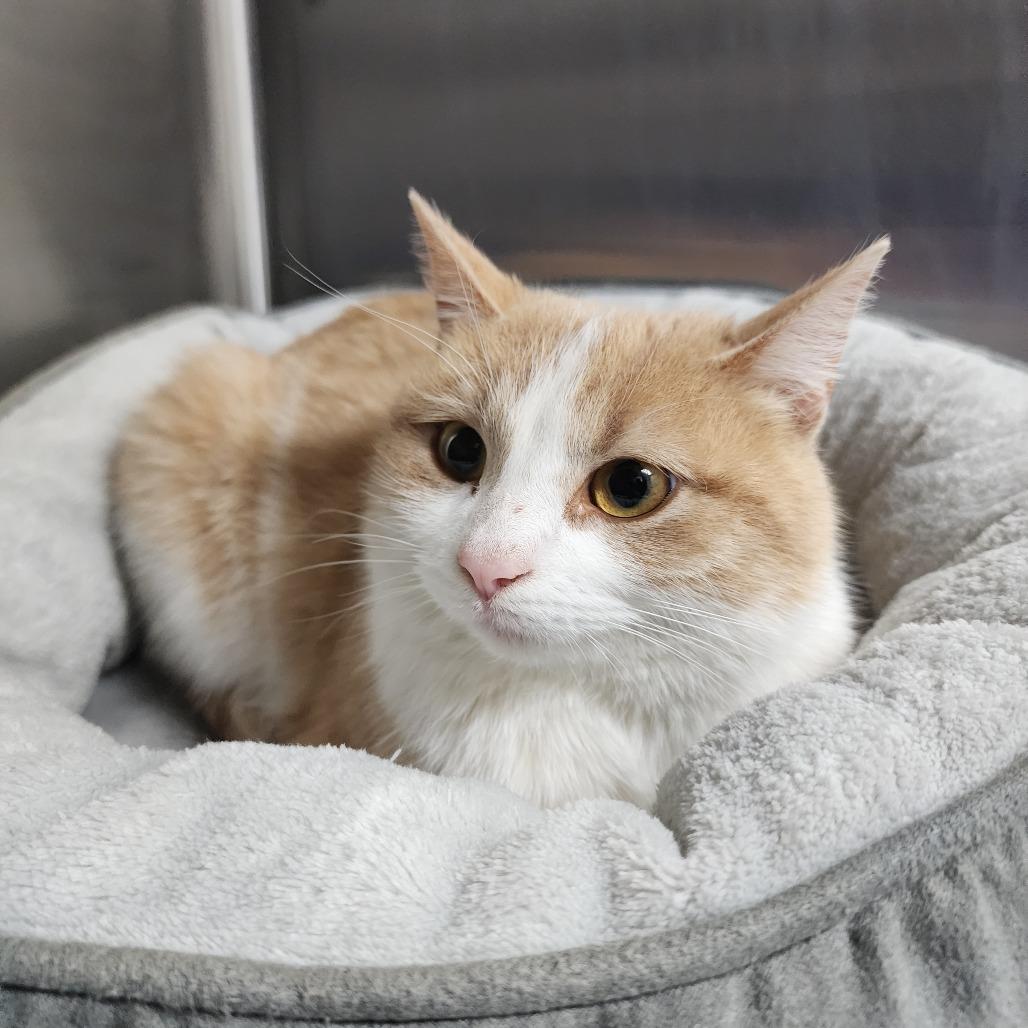 Enlarge Nami, a Adoptable Domestic Short Hair in Dixon, IL image 1/1