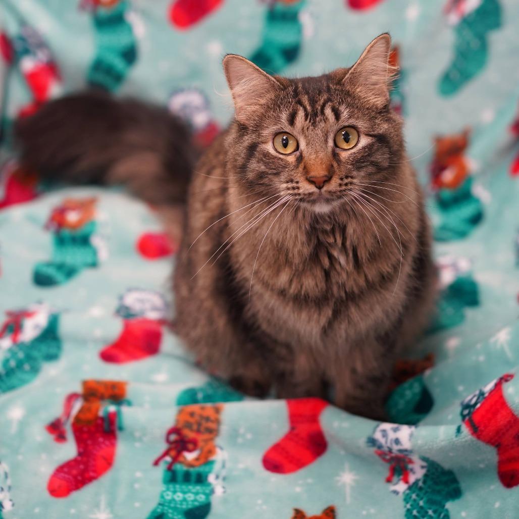 Eleanor, Adoptable, Adult Female Domestic Medium Hair.