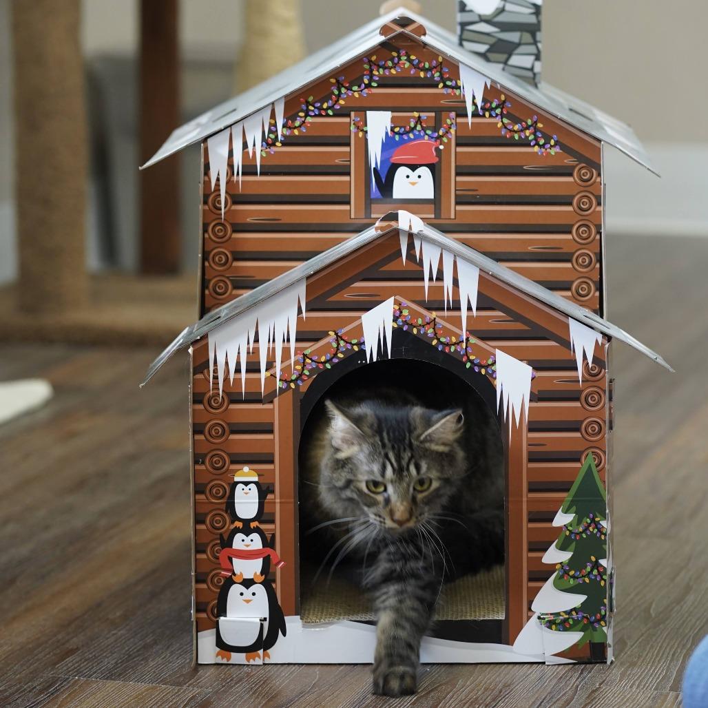 Enlarge Eleanor, a Adoptable Domestic Medium Hair in Naperville, IL image 2/6