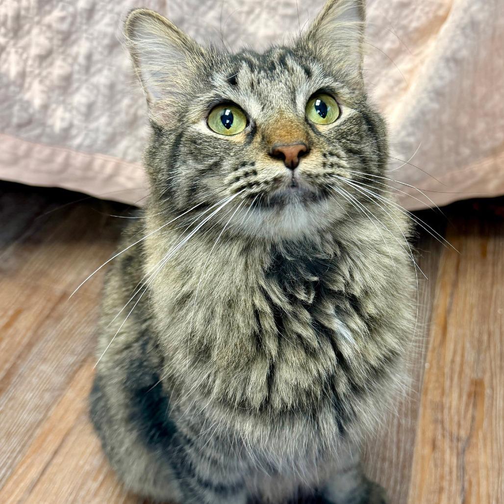 Enlarge Eleanor, a Adoptable Domestic Medium Hair in Naperville, IL image 3/6