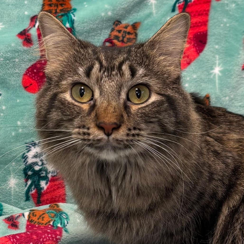 Enlarge Eleanor, a Adoptable Domestic Medium Hair in Naperville, IL image 4/6