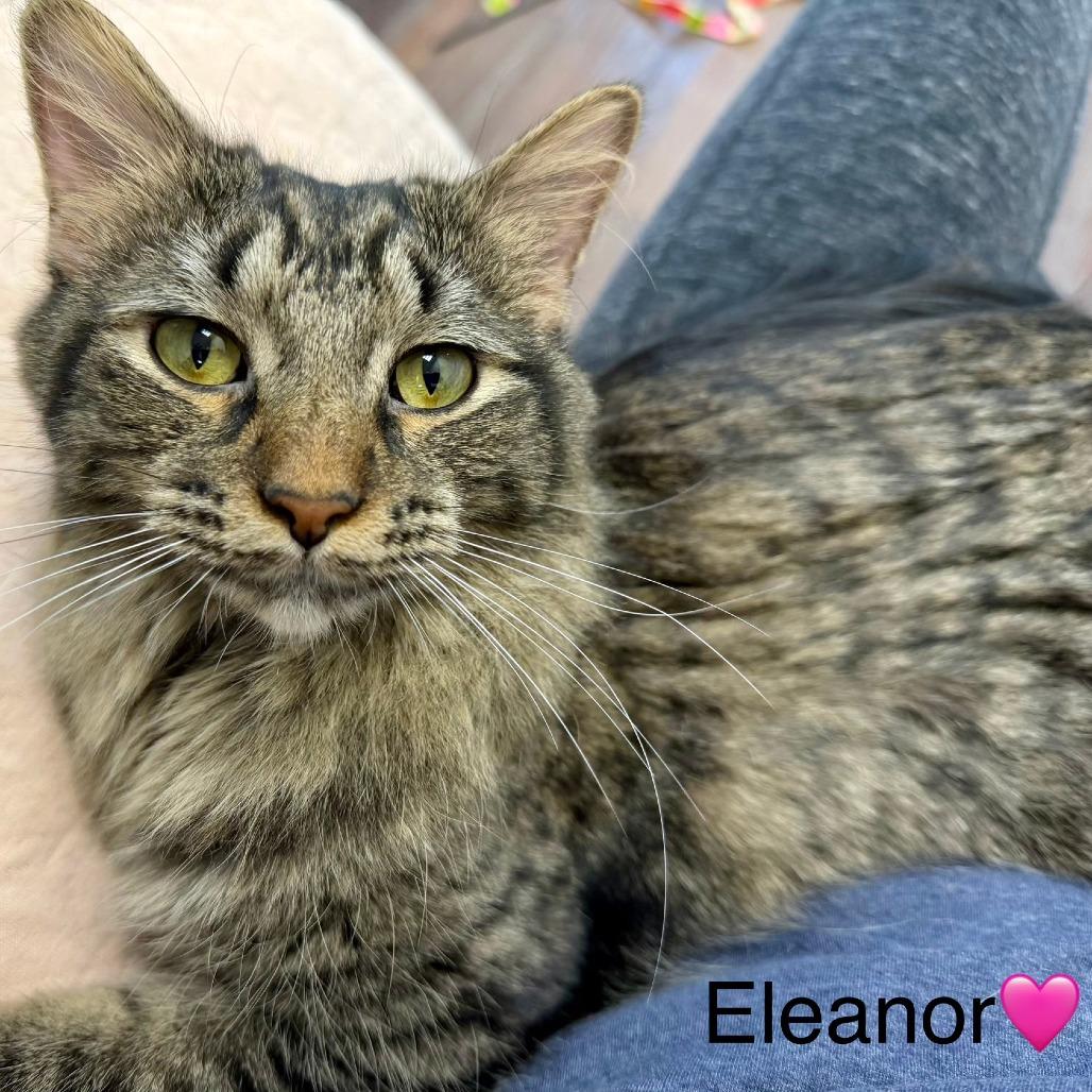 Enlarge Eleanor, a Adoptable Domestic Medium Hair in Naperville, IL image 5/6
