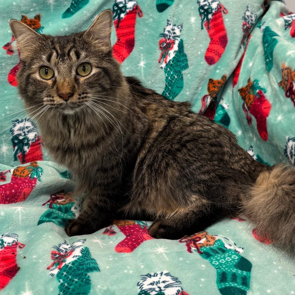 Enlarge Eleanor, a Adoptable Domestic Medium Hair in Naperville, IL image 6/6