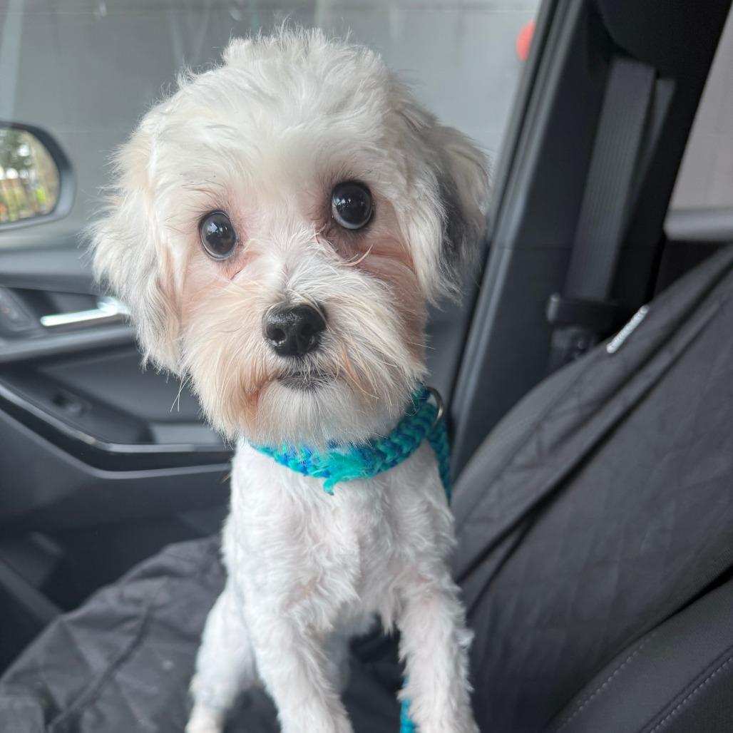 Lamby, Adoptable, Young Female Havanese.