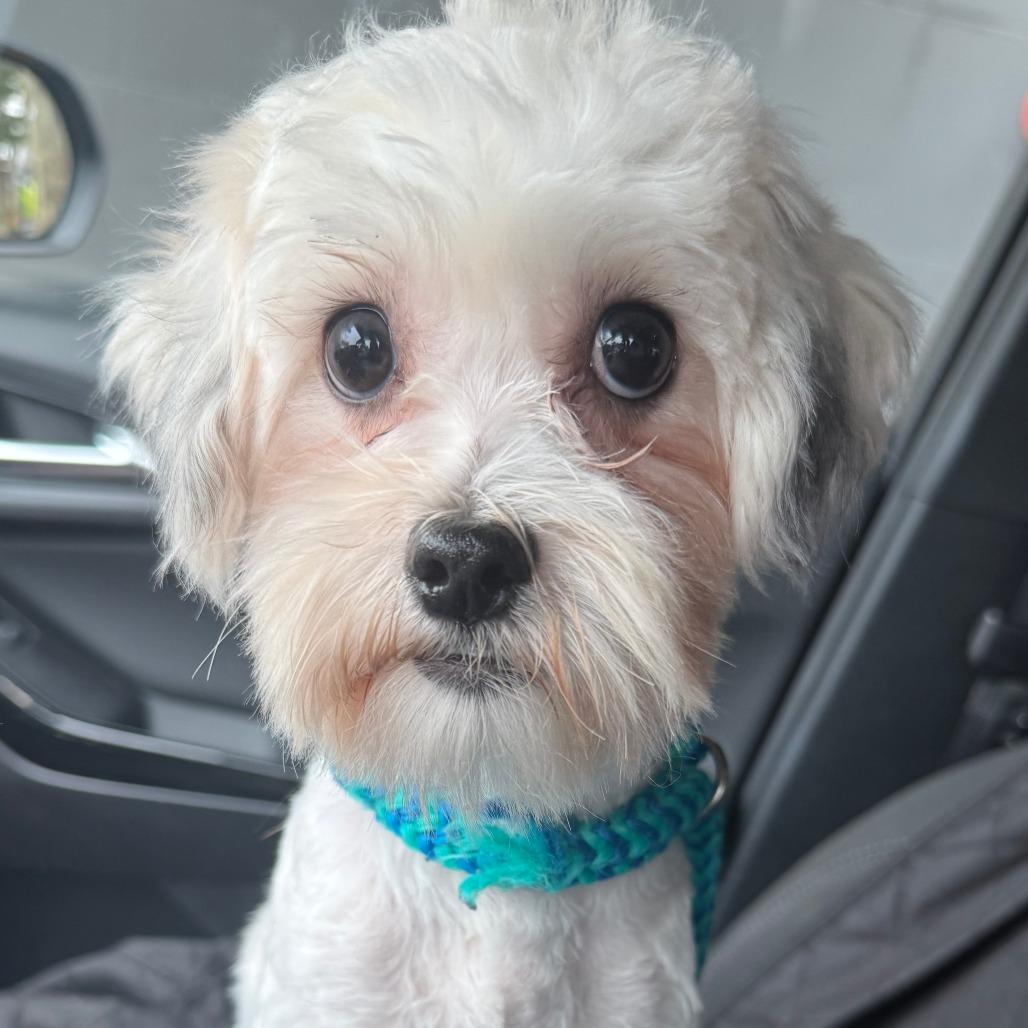 Enlarge Lamby, a Adoptable Havanese in Cincinnati, OH image 2/3