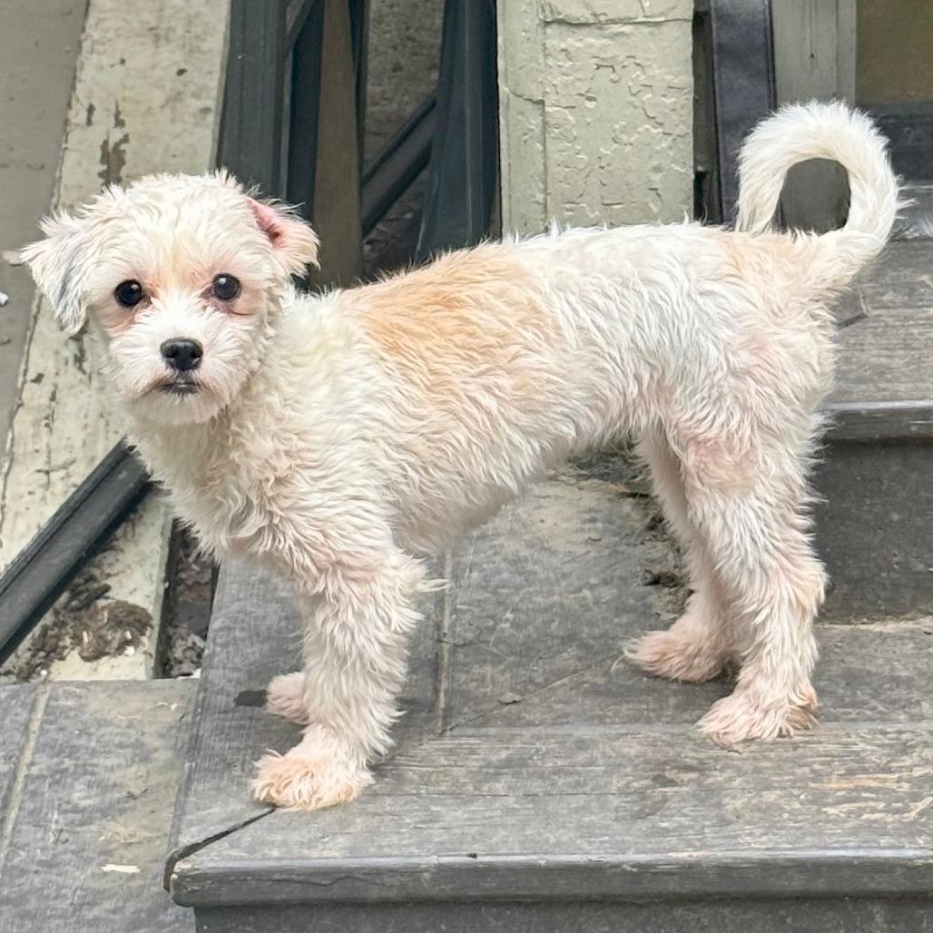 Enlarge Lamby, a Adoptable Havanese in Cincinnati, OH image 3/3