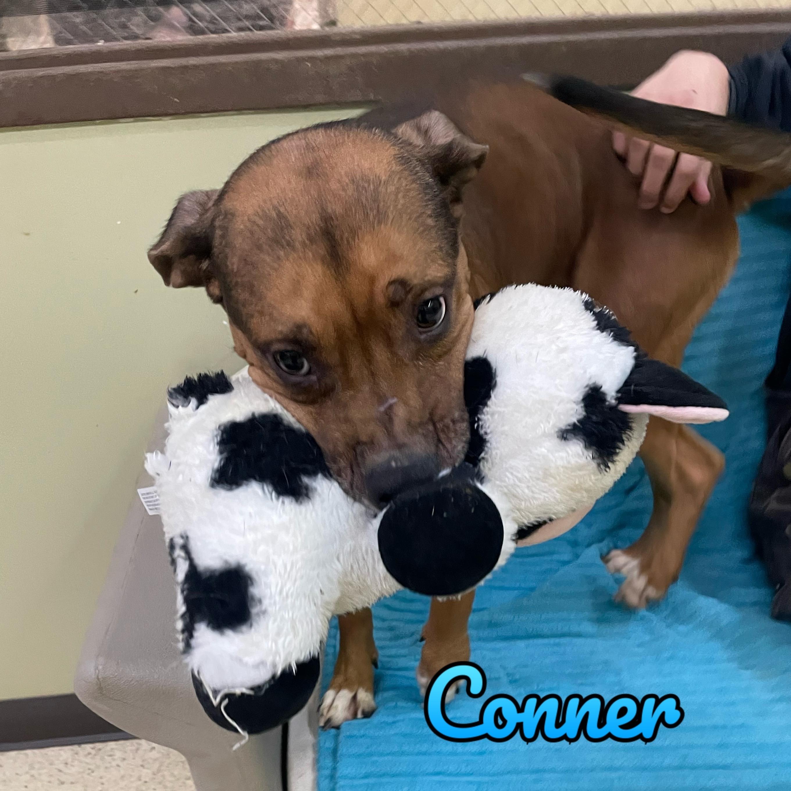 Enlarge Connor, an adoptable mixed breed in Muncie, IN image 1/1
