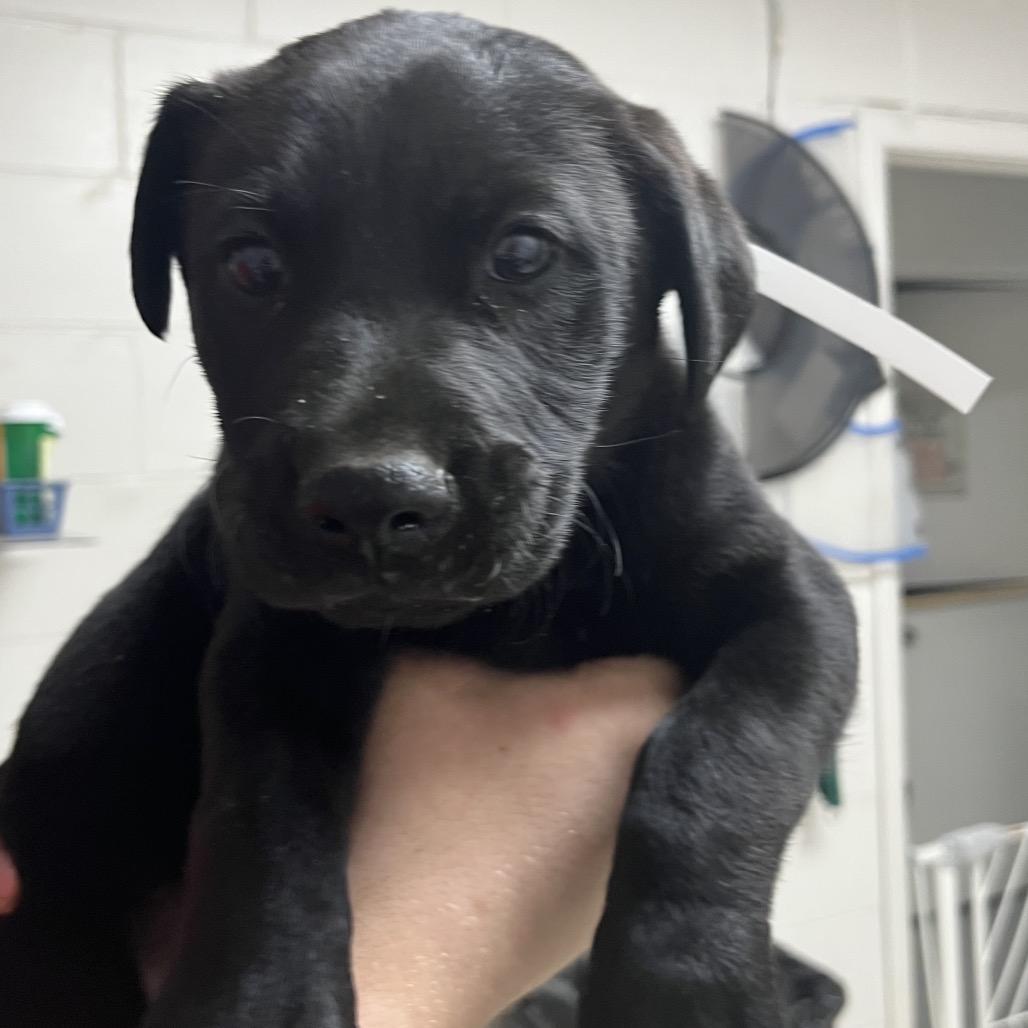 Enlarge Richard, a Adoptable mixed breed in Birmingham, AL image 1/1