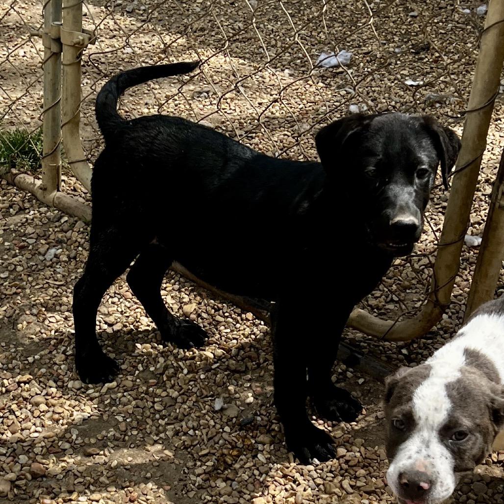 Richard, Adoptable, Puppy Male Labrador Retriever & Shepherd.