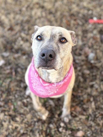 Deedee, Adoptable, Adult Female Mixed Breed & Mixed Breed.
