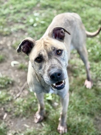 Deedee, a Adoptable Mixed Breed in Bartlesville, OK image 2/3