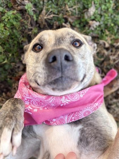 Deedee, a Adoptable Mixed Breed in Bartlesville, OK image 3/3