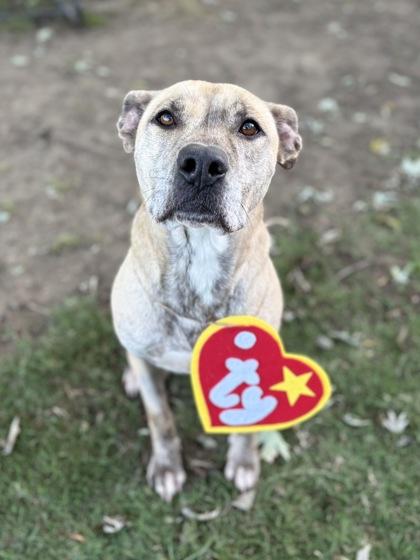 Enlarge Deedee, a Adoptable Mixed Breed in Bartlesville, OK image 2/3