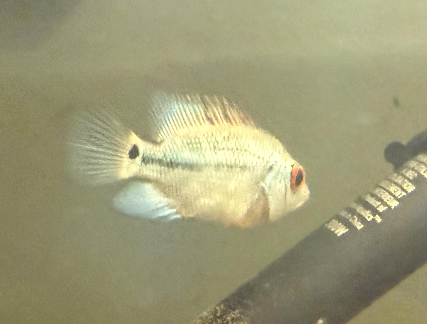 Ariana (Flowerhorn, Tiny Peach), Young Unknown Freshwater Fish