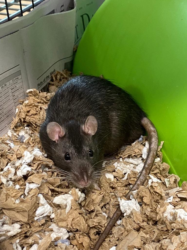Templeton, Adoptable, Young Male Rat.