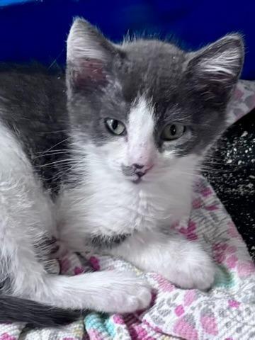 Enlarge Beetle, a Adoptable mixed breed in Thompson Falls, MT image 1/1