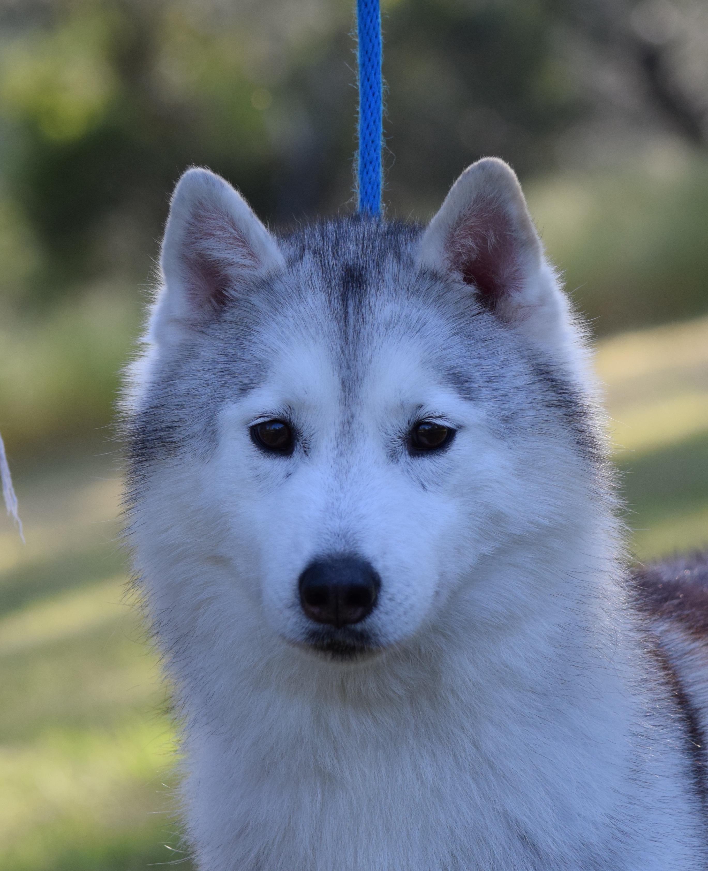 Enlarge Grace, a Adopted Siberian Husky in Campbell, CA image 1/1