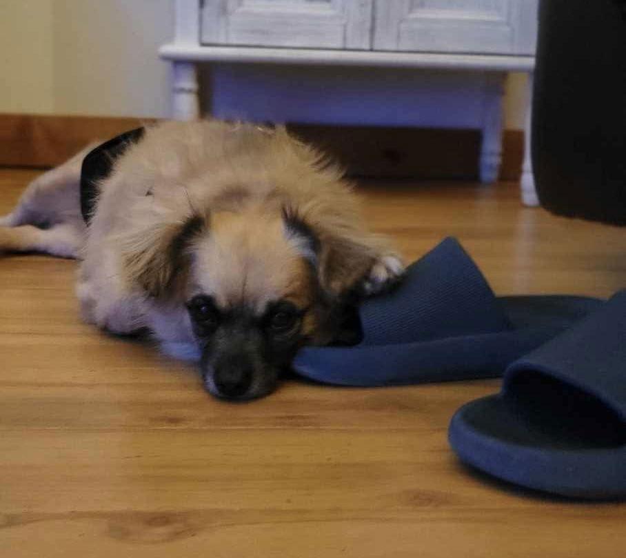 Banzai, a Adopted mixed breed in Lewistown, PA image 1/3