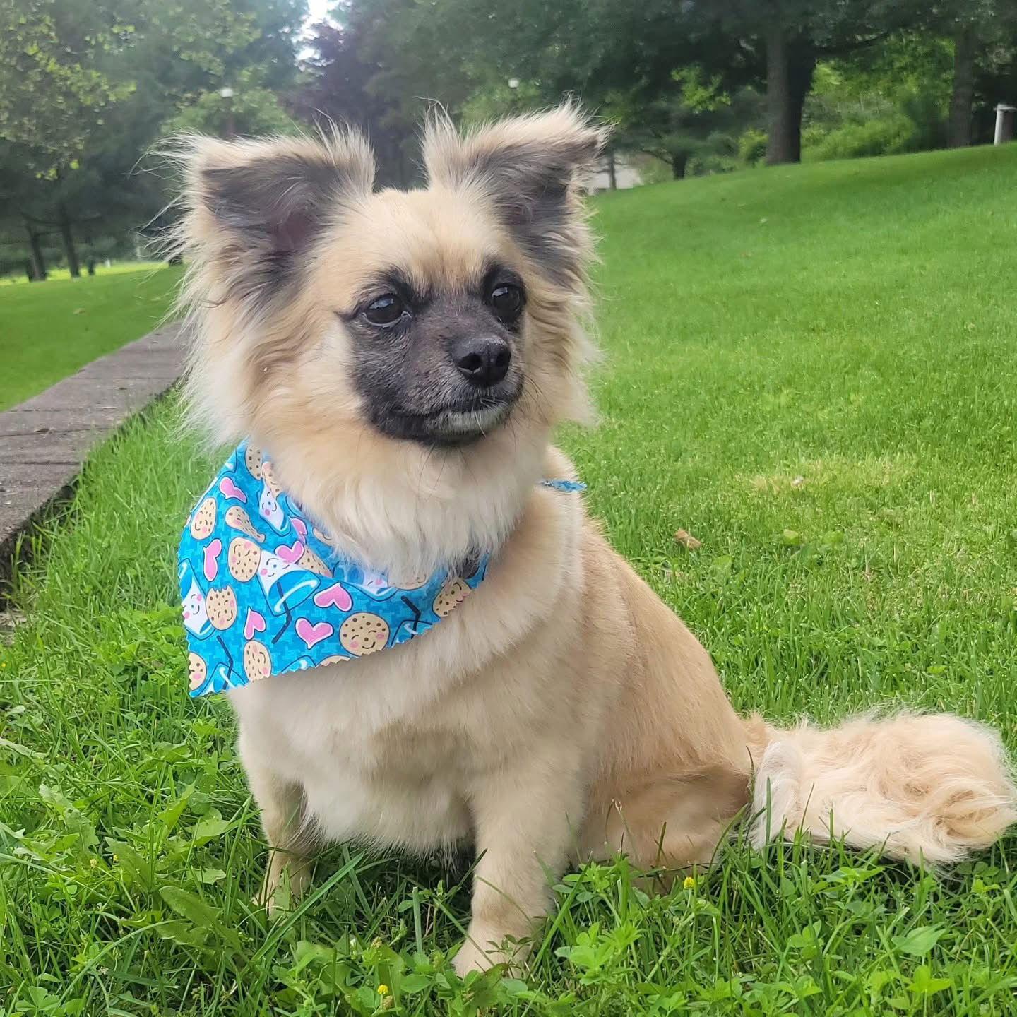 Banzai, a Adopted mixed breed in Lewistown, PA image 3/3