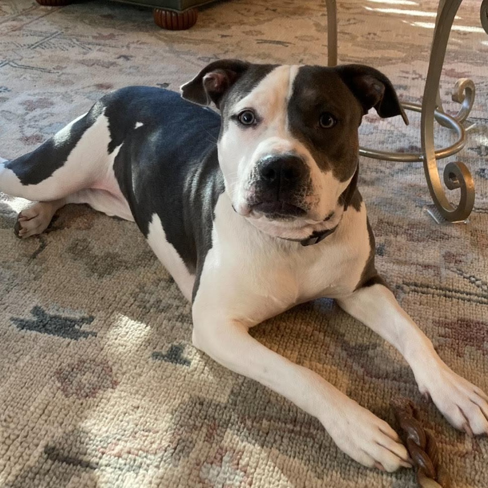 Luna, Adoptable, Young Female Pit Bull Terrier.