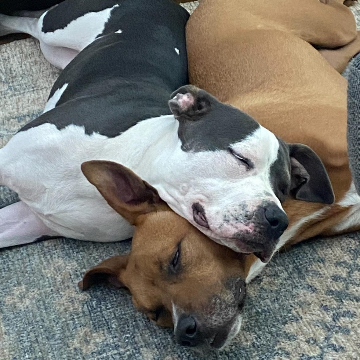 Enlarge Luna, a Adoptable mixed breed in Boulder, CO image 5/5