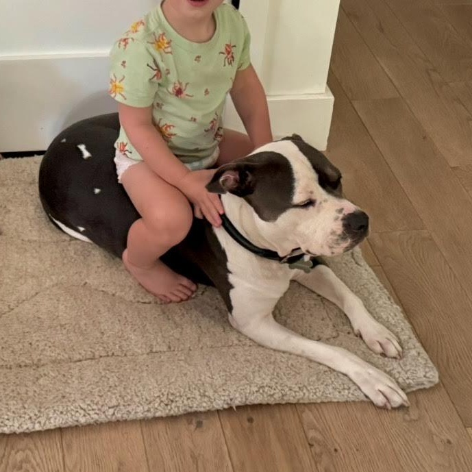 Enlarge Luna, a Adoptable mixed breed in Boulder, CO image 2/5