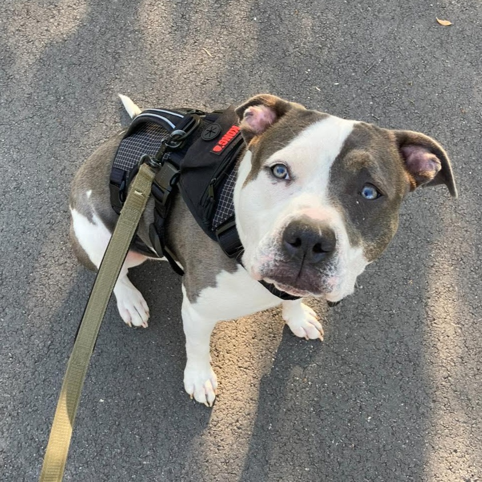 Enlarge Luna, a Adoptable mixed breed in Boulder, CO image 4/5