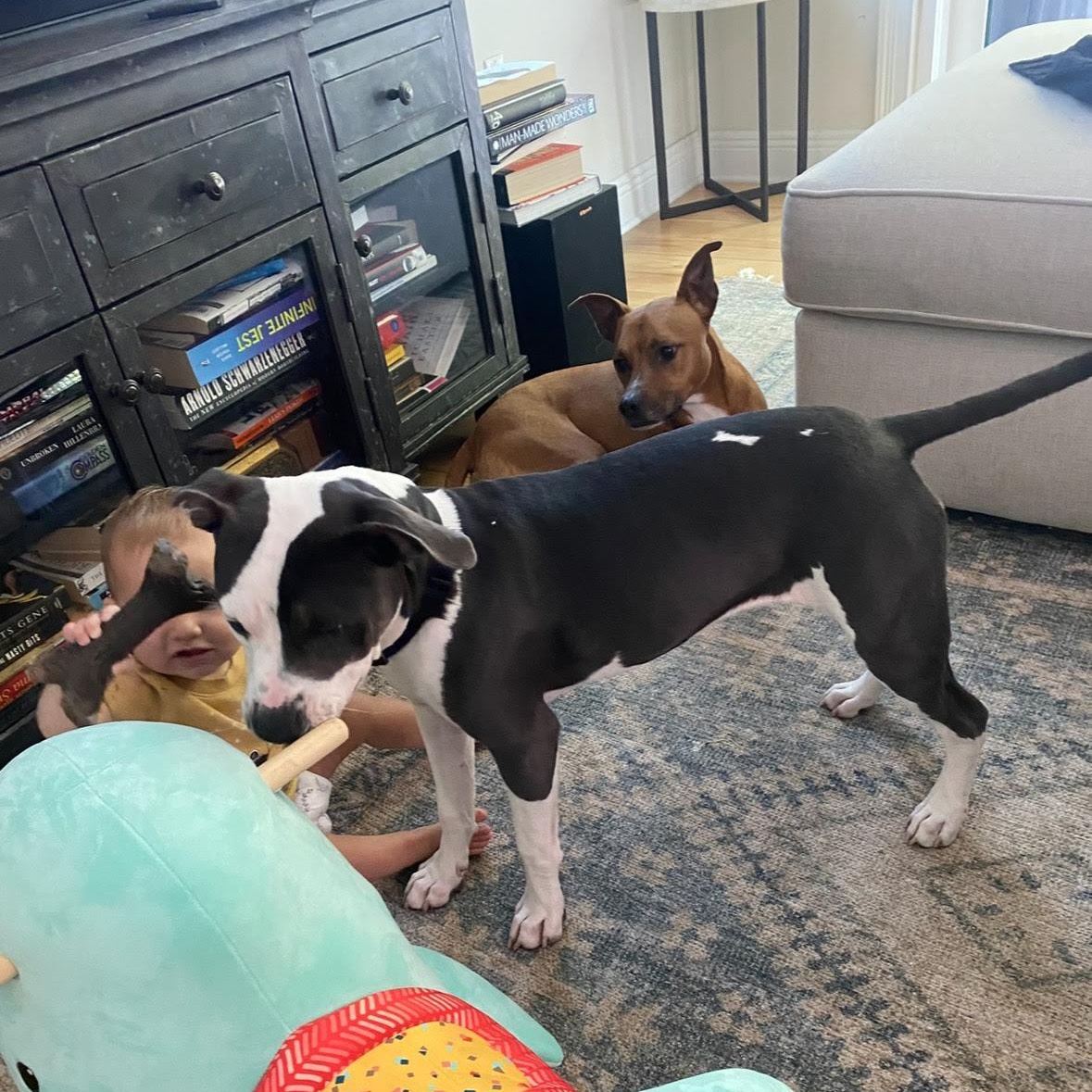 Enlarge Luna, a Adoptable mixed breed in Boulder, CO image 3/5