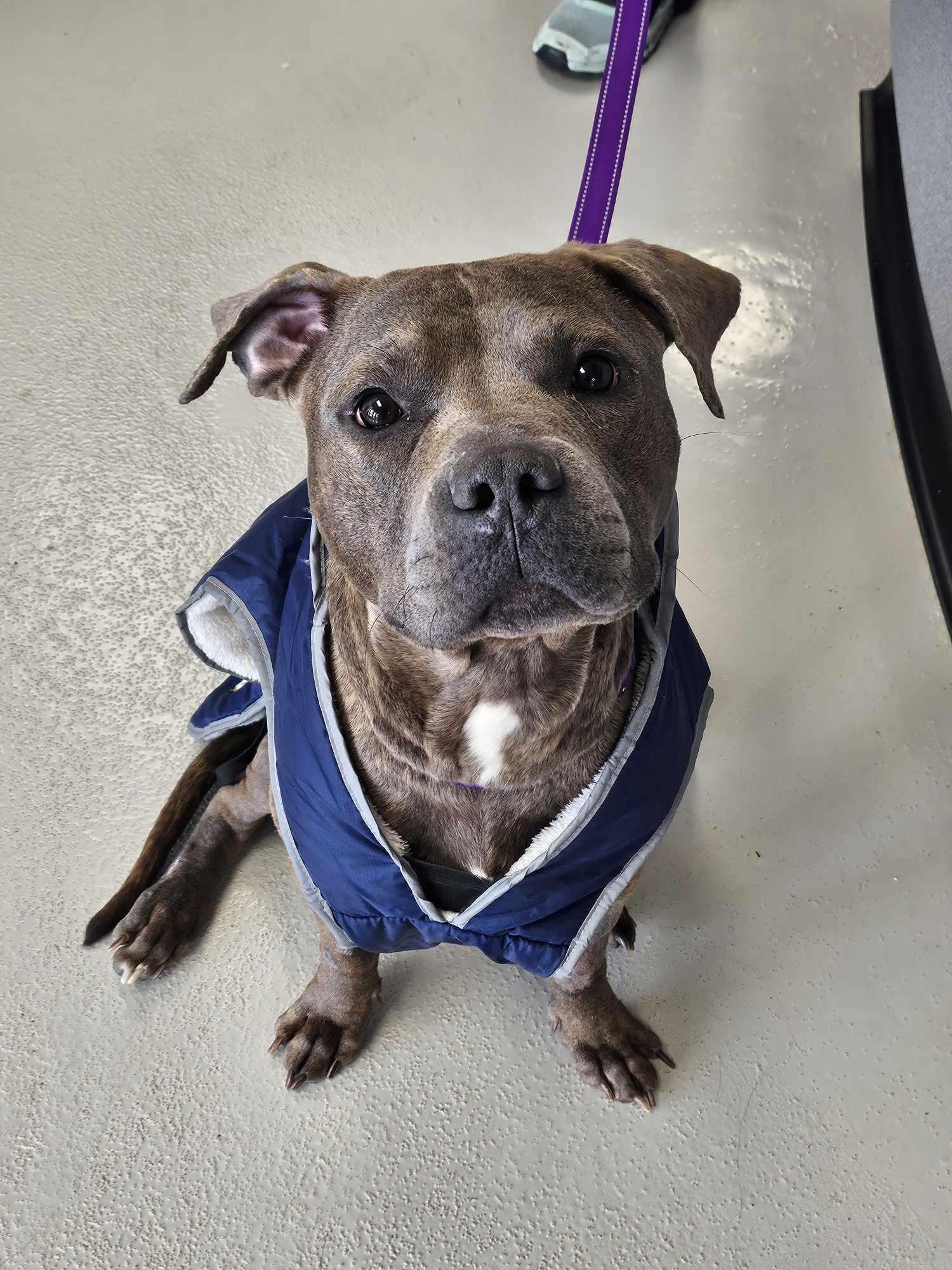 Enlarge Hammi, a Adopted Pit Bull Terrier in Catasauqua, PA image 1/3