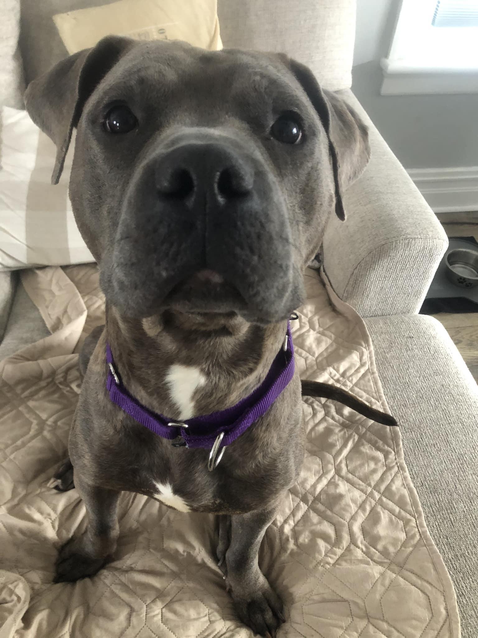 Enlarge Hammi, a Adopted Pit Bull Terrier in Catasauqua, PA image 2/3