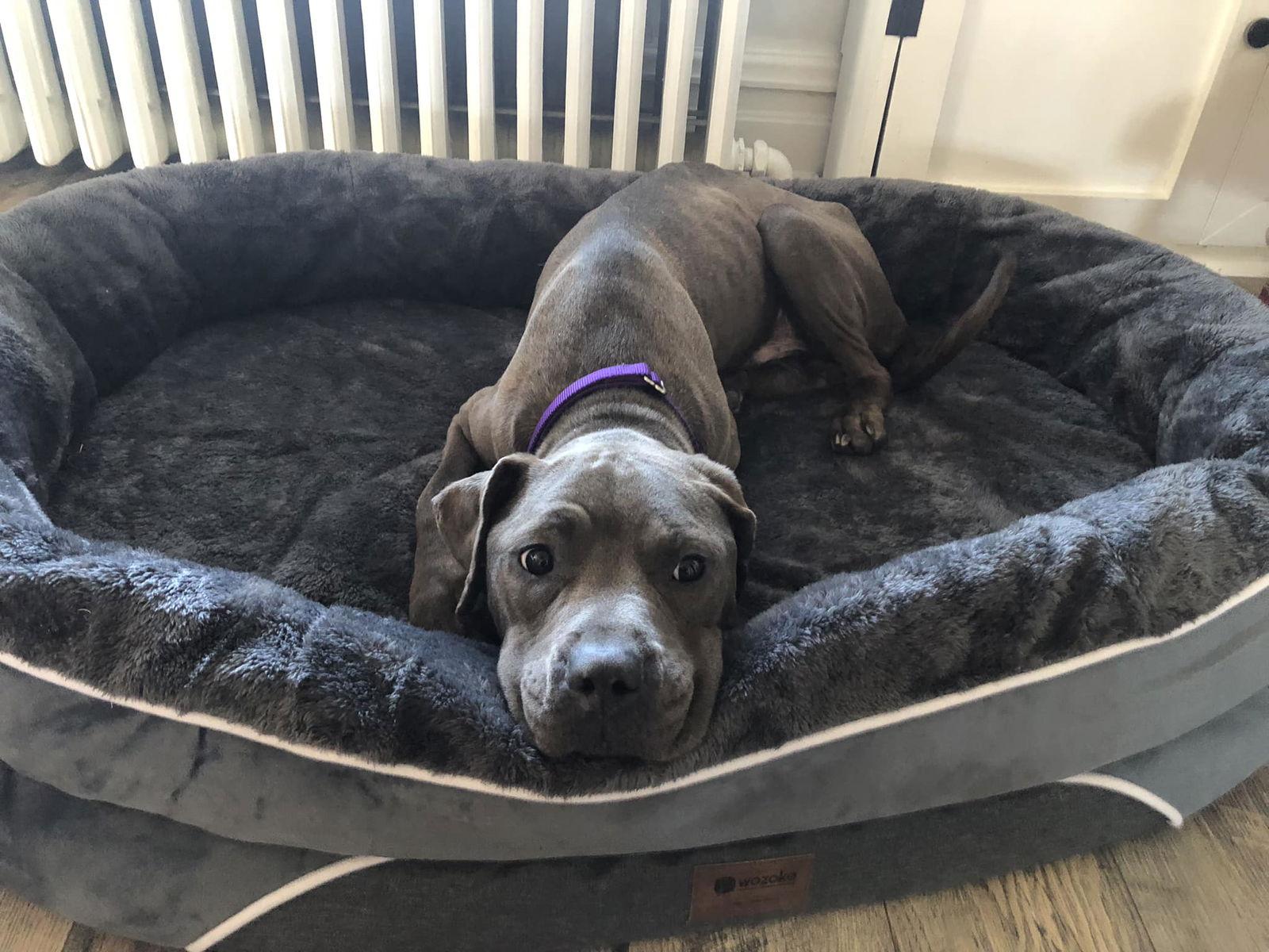 Enlarge Hammi, a Adopted Pit Bull Terrier in Catasauqua, PA image 3/3