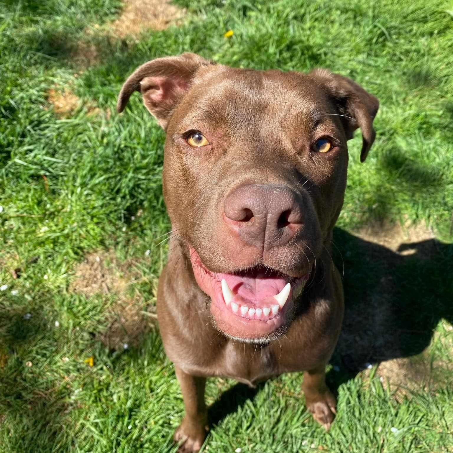 Enlarge Molly, a Adoptable mixed breed in Omaha, NE image 3/6